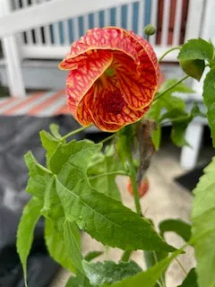 Abutilon Chinese Lantern