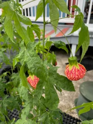 Abutilon Chinese Lantern